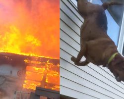 Dog makes daring leap out of window to escape burning home
