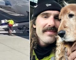 Baggage handler goes viral after comforting puppy getting on airplane
