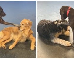 Affectionate dog always pets the other dogs at day care