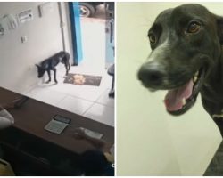 Stray dog with injured paw checks himself into vet clinic and gets help