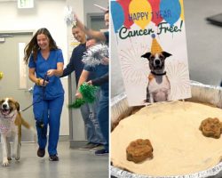 Humane Society throws party to celebrate dog being one year cancer-free
