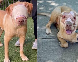 Buddy, dog who was severely burned by child, now ‘fully healed’ one year later