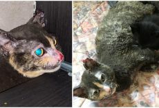 Heroic mother cat ran into burning barn to save her kitten’s life