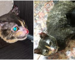 Heroic mother cat ran into burning barn to save her kitten’s life