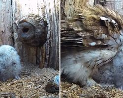 Mother owl embraces orphaned chicks as her own after finding them in her nest