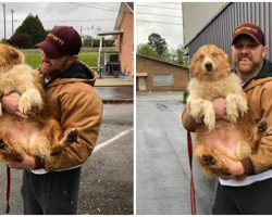 Family struck by tornado finally reunite with the dog who saved their lives