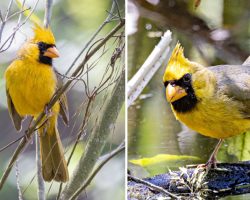 Extremely rare, ‘one-in-a-million’ yellow cardinal spotted in Florida