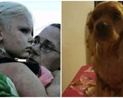 Missing 3-year-old girl found safe with loyal dog by her side
