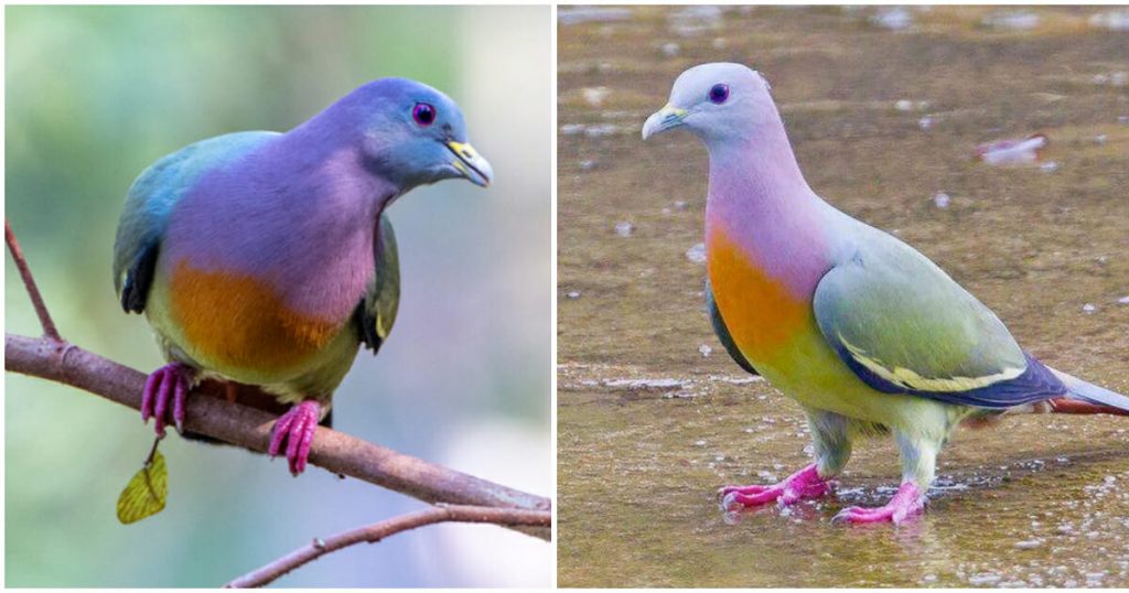 falls in love with ‘rainbow pigeon’ after seeing how beautiful