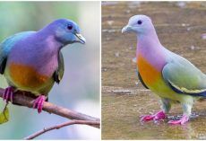 Internet falls in love with ‘rainbow pigeon’ after seeing how beautiful pigeons can be
