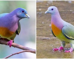 Internet falls in love with ‘rainbow pigeon’ after seeing how beautiful pigeons can be