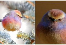 Meet the white-browed tit-warbler, the bird with a beautiful rainbow coloring