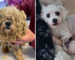 Pregnant dog with severely matted fur rescued from illegal breeder gets a beautiful makeover
