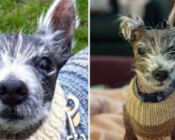 Balding westie dog is looking for someone to love him after more than 400 days in shelter