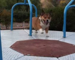 Meatball the Corgi Has A Blast On The Carousel!