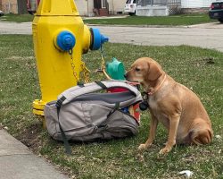 Dog found tied to a fire hydrant after owners couldn’t take care of her anymore