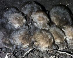 Endangered red wolf cubs born in the wild for the first time in four years