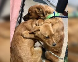 Scared puppies rescued from ‘deplorable’ home cuddle with each other for comfort