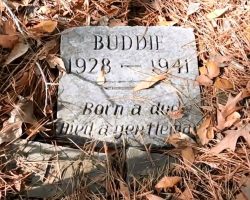 Old grave found in park is sweet memorial to dog named Buddie: ‘Born a dog, died a gentleman’