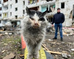 Cat pulled from rubble of Russian bombing finds home with Ukrainian government