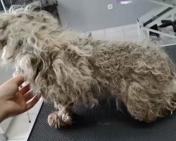 Groomer helps stray dog with severely matted fur make a beautiful transformation