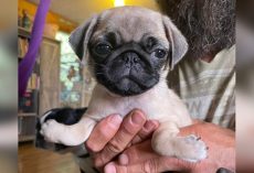 Pug puppy born with rare upside-down paws now on the road to recovery at sanctuary