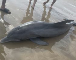 Beached dolphin dies after tourists harassed and tried to ride her
