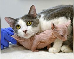 Caring mother cat adopts orphaned baby Sphynx cat as her own