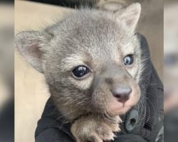 Woman helps an abandoned ‘puppy’ found in her driveway — only to find out it’s actually a fox