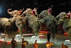 Ringling Bros. Circus announces comeback, but won’t use animals in its shows