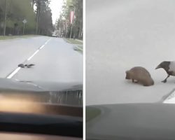 Traffic Slows To Allow Kind Crow Helping A Lost Hedgehog Cross The Street