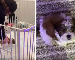 Dad Buys Pup $200 Playpen Only To Be Disappointed Moments Later