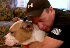 Deputy Comes Back To Town To Meet The Blind Rescue Pit Bull He Had Befriended
