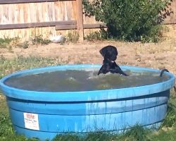 Man Catches His Dog Having Fun In The Kiddie Pool