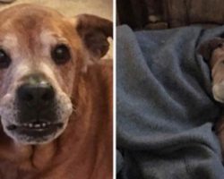 Couple adopt 17-year-old dog from shelter, he stays alive long enough to meet human sister