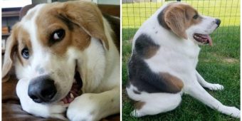Dog Born With No Neck Still The ‘Happiest Dog Alive’