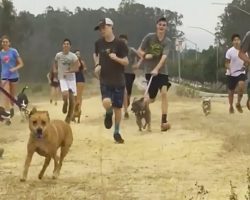 High school cross-country team brings local shelter dogs along on their morning run