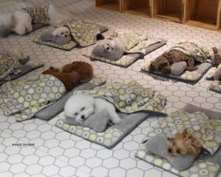 Doggie day care goes viral with precious photos of puppies at nap time