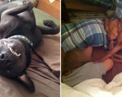 These 20 Dogs Will Show That They Won’t Give Up Your Bed