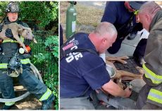 Firemen Save 5 Trapped Dogs From Burning Home, Spot 1 More Lying Unconscious