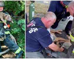 Firemen Save 5 Trapped Dogs From Burning Home, Spot 1 More Lying Unconscious