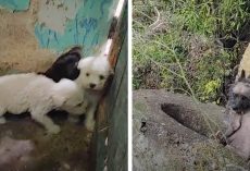 Puppies On A Mountain Top Can’t Find Their Mom Who’s Clinging To The Ledge