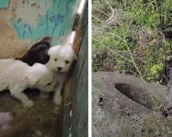 Puppies On A Mountain Top Can’t Find Their Mom Who’s Clinging To The Ledge