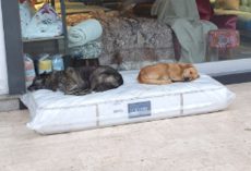 Furniture Store Lays Out A New Mattress For The Stray Dogs To Sleep On