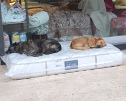 Furniture Store Lays Out A New Mattress For The Stray Dogs To Sleep On