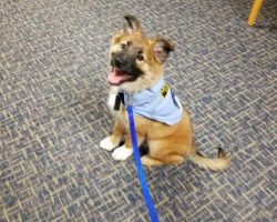 Police Department Hires Cuddly Rescue Puppy and His Job Title Is The Greatest