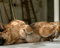 How Dogs Get Up So Fast Answered In Slow Motion