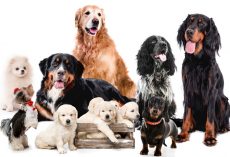 Your dog’s breed doesn’t determine its personality, study suggests