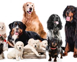 Your dog’s breed doesn’t determine its personality, study suggests