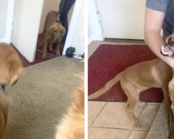 Puppy Reunites With His Breeder Mama After Her Retirement